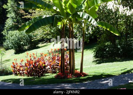 Bananiers japonais et fleurs de canna dans le jardin de la ville d'Überlingen Banque D'Images