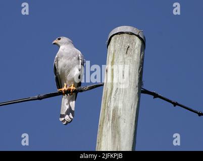 Le Goshawk gris australien, Accipiter novaehollandiae, perchée sur un câble électrique à côté de la perche, en regardant latéralement. Tamborine Mountain, Queensland. Banque D'Images