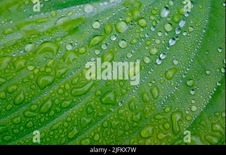 gouttes d'eau de pluie sur la feuille de hosta verte dans le jardin anglais Banque D'Images