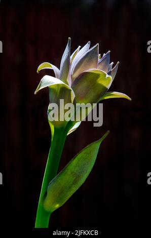 fleur de hosta ventricosa floraison sur fond noir Banque D'Images
