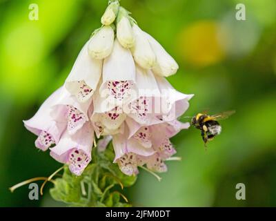 Une abeille à queue blanche (Bombus lucorum) qui débarque dans un jardin sur une plante de rendgant rose (Digitalis purpurea). Banque D'Images