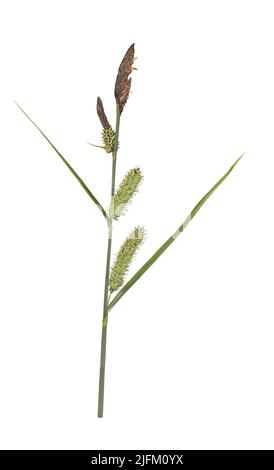 Grand étang-perdrix - Carex riparia Banque D'Images