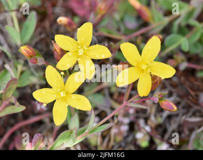 De St John's-millepertuis - Hypericum humifusum Banque D'Images