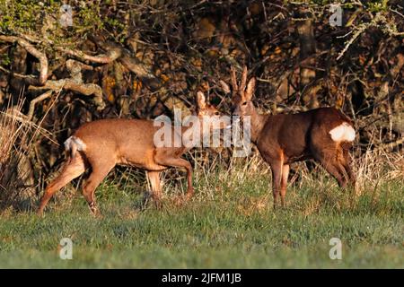 ROE DEER (Capranolus capranolus) mâle (buck) et femelle (doe), Écosse, Royaume-Uni. Banque D'Images