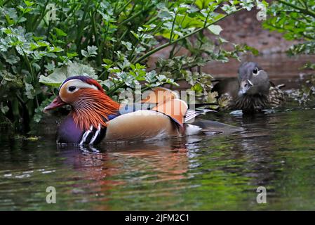 RECHERCHE d'une paire DE CANARDS MANDARIN, Royaume-Uni. Banque D'Images