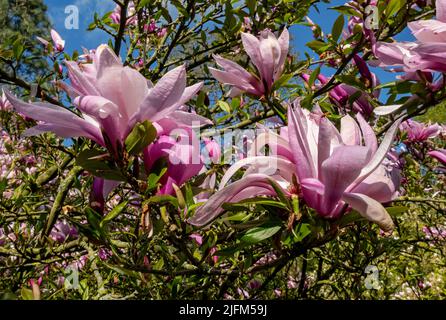 Gros plan de Magnolia soulangeana 'Lennei' magnoliaceae fleurs roses fleurs fleuries au printemps Angleterre Royaume-Uni Grande-Bretagne Banque D'Images