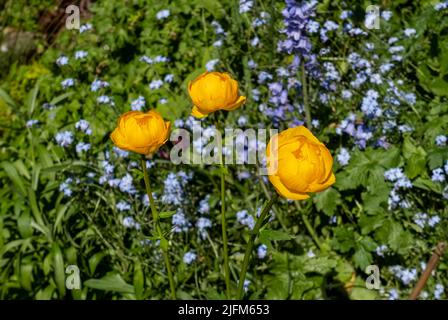 Gros plan de Trollius glofleur 'Orange globe' et Forget me nots fleurs fleurir orange jaune fleur croissant dans le jardin au printemps Angleterre Royaume-Uni Banque D'Images