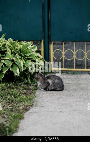 Un chat gris sauvage se trouve à l'extérieur. Les animaux sans abri. Banque D'Images