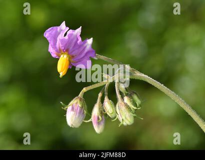 Pomme de terre - Solanum tuberosum Banque D'Images