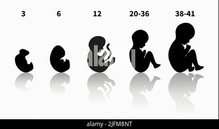 Étapes de la grossesse et développement du fœtus bébé vecteur silhouette noire. Schéma des trimestres de grossesse, des semaines et des mois. Illustration vectorielle Illustration de Vecteur