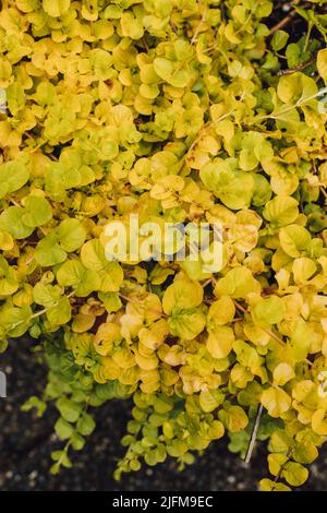 Lysimachia nummularia est une espèce de plante à fleurs de la famille des Primulacées. Ses noms communs incluent moneymoort, jenny rampant, herbe deux Banque D'Images