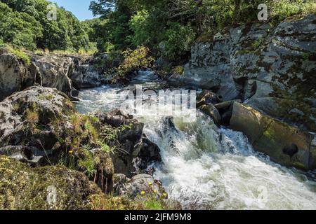 Cenarth Falls, Ceredigion, pays de Galles Banque D'Images