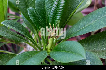 Frangipani ,Plumeria sp, parmi les feuilles dans le jardin, bourgeons sans fleurs .plantes décoratives concept de fond, parc, plein air, horticulture Banque D'Images