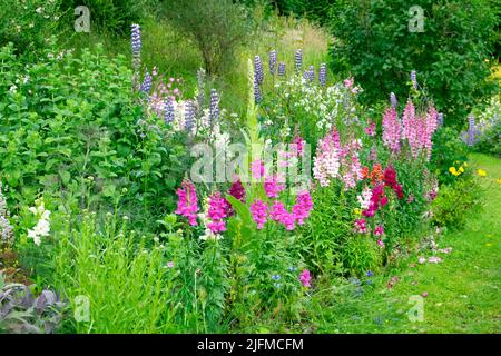 Antirrhinums ou vivandragons poussant dans un jardin de fleurs herbaceux de campagne frontalière en juillet Carmarthenshire pays de Galles Royaume-Uni KATHY DEWITT Banque D'Images