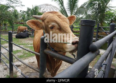 Visage de bovins de boucherie. Gros plan de la vache brune sur leur cage. Banque D'Images