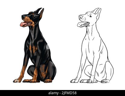 Joli dessin de dobermann pour livre de coloriage. Illustration isolée avec l'élégant chien. Dessin de doberman Pinscher noir. Banque D'Images