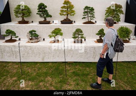 Londres, Royaume-Uni. 4 juillet 2022. Un visiteur voit une exposition d'arbres bonsaïs dans le Marquee floral lors de l'avant-première de la presse au RHS Hampton court Palace Garden Festival. Le plus grand spectacle floral au monde comprend des jardins de designers inspirants, des conférences de célébrités, des démonstrations et des ateliers. Credit: Stephen Chung / Alamy Live News Banque D'Images