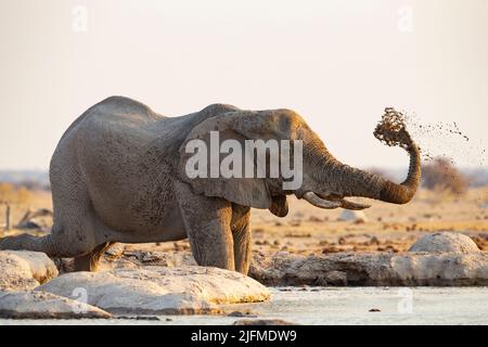 L'éléphant d'Afrique (Loxodonta africana) se baignant dans un trou d'eau Banque D'Images