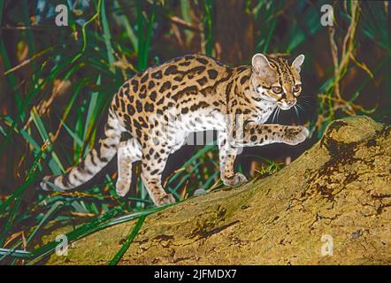 Margay, (Leopardus wiedii,) trouvé du nord du Mexique au nord de l'Argentine. Banque D'Images