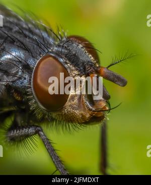 Un gros plan de la tête des espèces de mouches - Calliphora vicina montrant les grands yeux et de nombreuses protubérances Banque D'Images