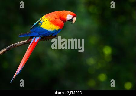 Scarlet Macaw (Ara macao) assis sur une branche, vu de l'arrière, regardant la caméra, Costa Rica. Banque D'Images