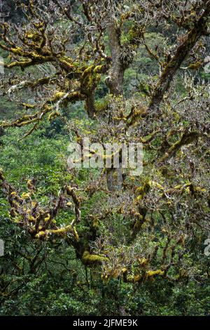 Détails d'arbres couverts de mousse dans la forêt tropicale, San Gerardo de Dota, Costa Rica. Banque D'Images