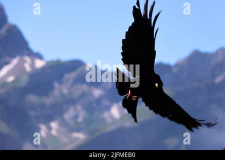 jackdaw ou le jack alpin dans les alpes profite de voler dans les airs. Les alpes suisses ont encore en été de la neige et de la glace comme on peut le voir en arrière-plan Banque D'Images