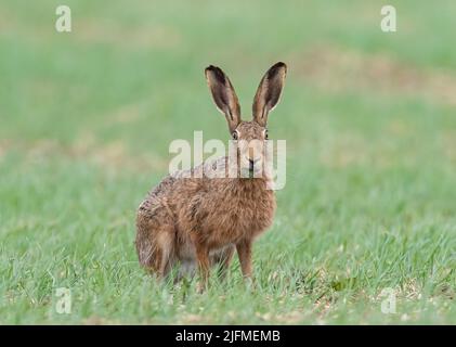 Un grand lièvre brun assis regardant directement la caméra . Il a été pris dans l'acte de s'emmuer par une mauvaise herbe dans l'orge de printemps. Suffolk.R.-U. Banque D'Images