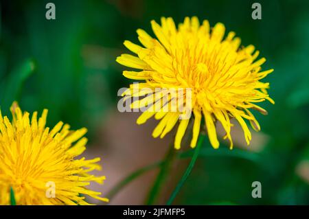 Un cliché sélectif des fleurs de pissenlit communes qui fleurissent dans le jardin Banque D'Images