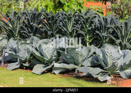 Hampton court, Londres, Royaume-Uni. 04th juillet 2022. Le jardin du marché de River Cottage. Aperçu de la presse au RHS Hampton court Palace Garden Festival (anciennement le Hampton court Flower Show). Credit: Imagetraceur/Alamy Live News Banque D'Images