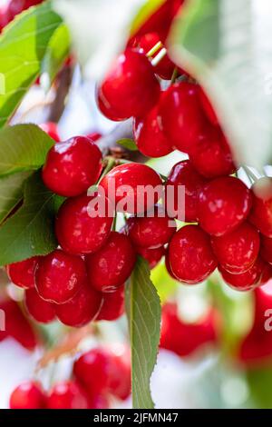 Vue sur les petits pains de baies de cerises rouges mûres cultivées au milieu du feuillage vert de près Banque D'Images