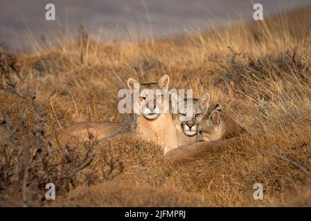 Une femelle Puma avec ses petits près de Torres del Paine N.P., Chili du Sud Banque D'Images
