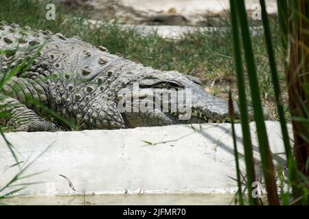 Un crocodile du Nil repose sur le sol Banque D'Images