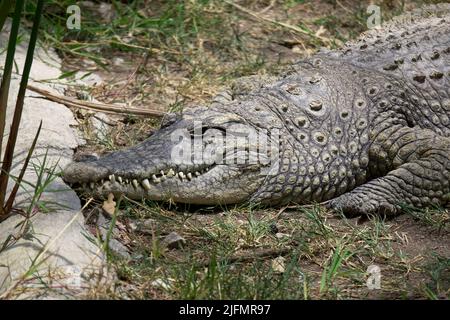 Un crocodile du Nil repose sur le sol Banque D'Images