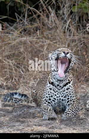 Zambie, Parc national de Luangwa Sud. Jeunes femmes africaines bâillements de léopards (SAUVAGES: Panthera pardus pardus) Banque D'Images