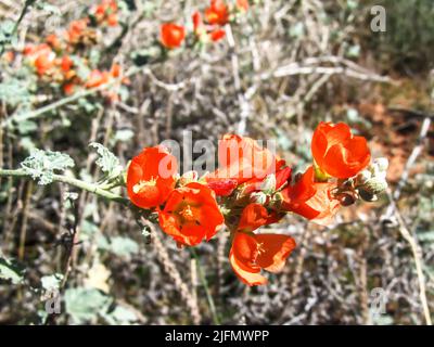 Les fleurs orange vif du Desert Globemallow, contre les feuilles de couleur terne en arrière-plan Banque D'Images