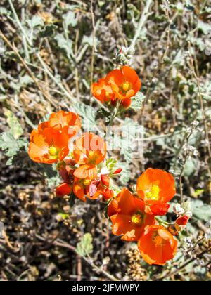 Les fleurs orange vif du Desert Globemallow, contre les feuilles de couleur terne en arrière-plan, croissant dans le parc national d'Arches, Utah, Banque D'Images