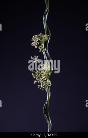 Juncus effusus spiralis retordeuse sur fond noir. Banque D'Images