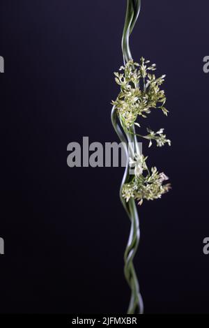 Juncus effusus spiralis retordeuse sur fond noir. Banque D'Images