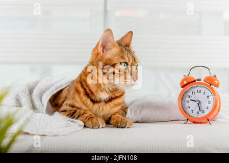 Le chat dort sur le lit et se réveille avec un réveil. Concept de sommeil sain. Banque D'Images