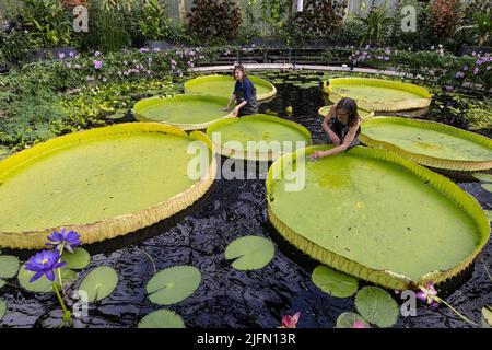 L'horticulteur Carlos Magdalena avec l'artiste botanique freelance Kew Lucy Smith parmi les nénuphars géants du genre Victoria, Kew Gardens, Surrey, Royaume-Uni Banque D'Images