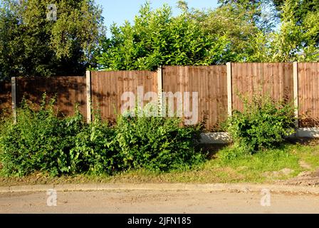 Extérieur d'une nouvelle clôture avec poteaux en béton et panneaux en bois sombre de six pieds sur six entourant le jardin dans une banlieue tranquille Banque D'Images