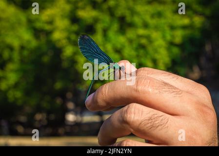 Belle Demoiselle (Calopteryx Virgo) sur la main de l'homme. Bleu métallique et vert. Banque D'Images