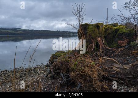 Racine d'arbre couverte de mousse verte moussue en face d'un paysage fin du Loch Lomond Banque D'Images