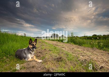 Gros plan du Berger allemand reposant dans la longue herbe verte fraîche dans un paysage de Drenthe au coucher du soleil avec de beaux nuages de voile et de blanc Banque D'Images