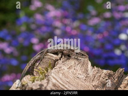 Lézard commun, , Zoootoca vipara se baquant au soleil tôt le matin, fond de faucheuses diffuses. Banque D'Images