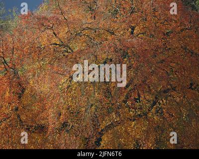 Motif abstrait de la canopée de hêtre de cuivre en automne avec de lourdes branches ombragées brisant les nuances dorées du feuillage d'automne - Cumbria, Angleterre, Royaume-Uni Banque D'Images