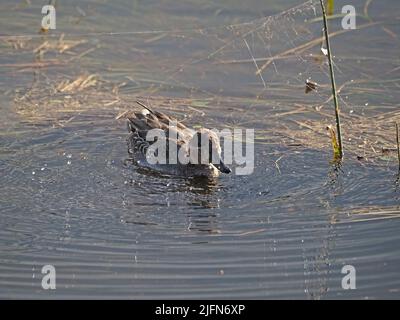 Sarcelle eurasienne (Anas crecca) en hiver, chasse au plumage des spiderlings dans une pépinière au-dessus du marais inondé à Leighton Moss, RSPB NR Lancashire, Angleterre, Royaume-Uni Banque D'Images