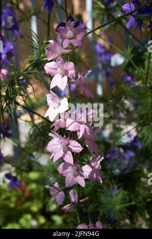 Consolia ajacis en pleine floraison Banque D'Images