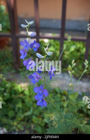 Consolia ajacis en pleine floraison Banque D'Images